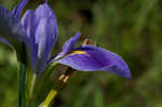 Giant blue iris